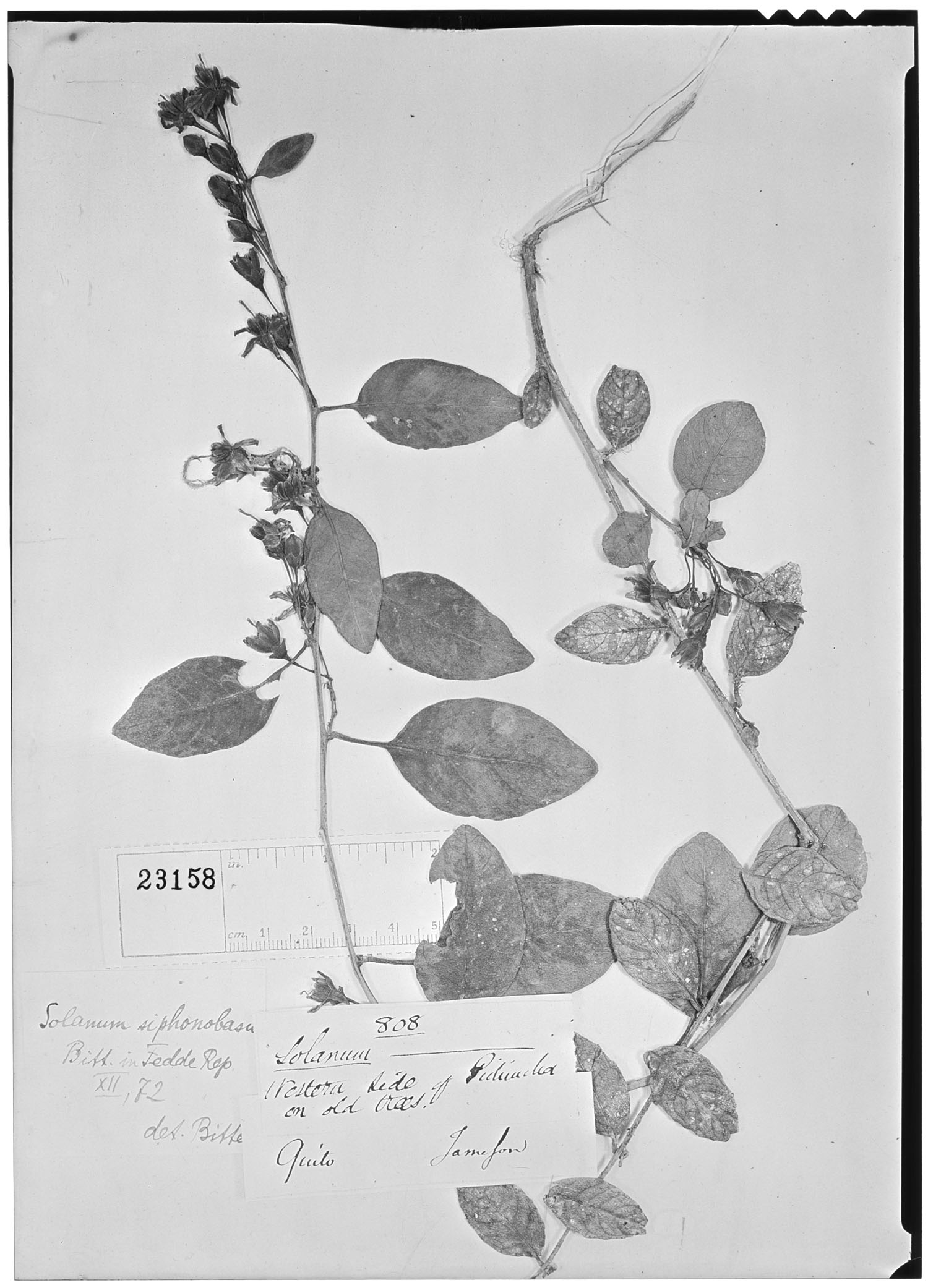 Solanum siphonobasis image