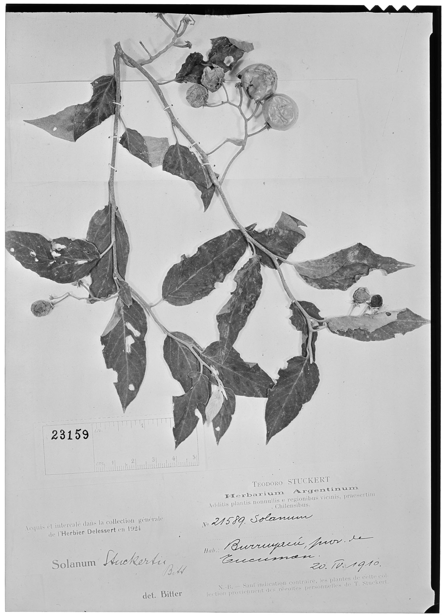 Solanum stuckertii image