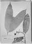 Eschweilera paniculata image