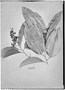 Lecythis corrugata subsp. rosea image