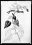 Salvia pubescens image