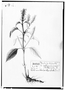 Salvia clinopodioides image