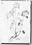 Euphorbia neriifolia image