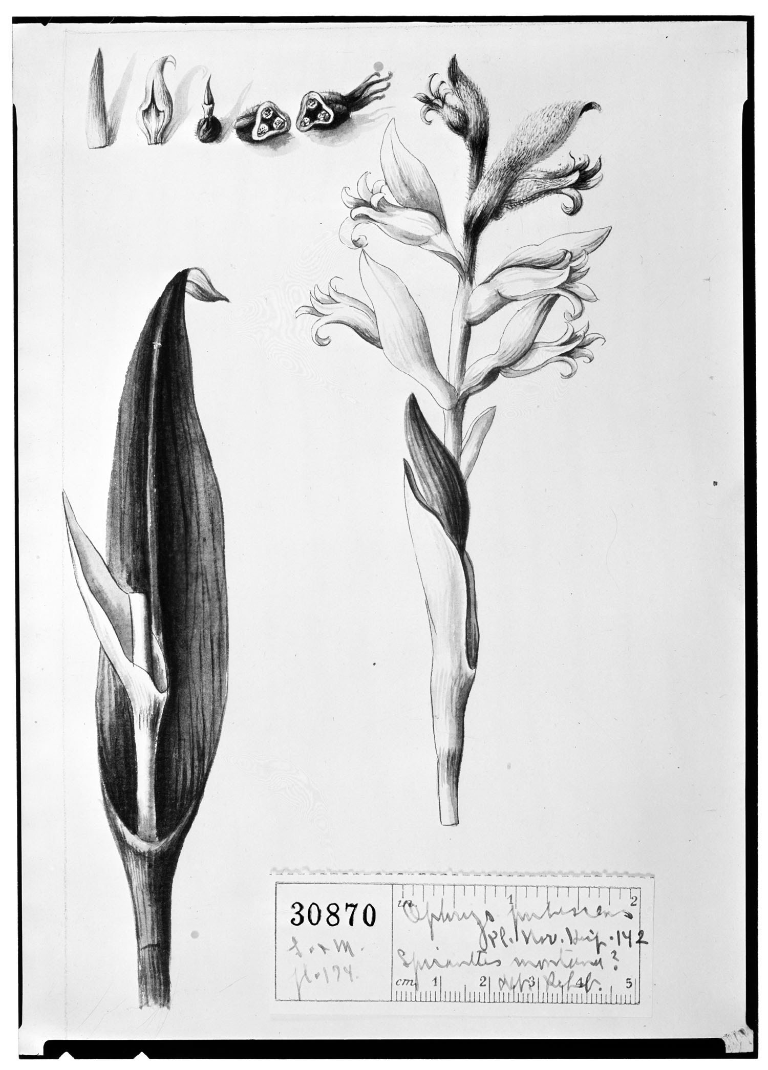 Dendrobium truncatum image