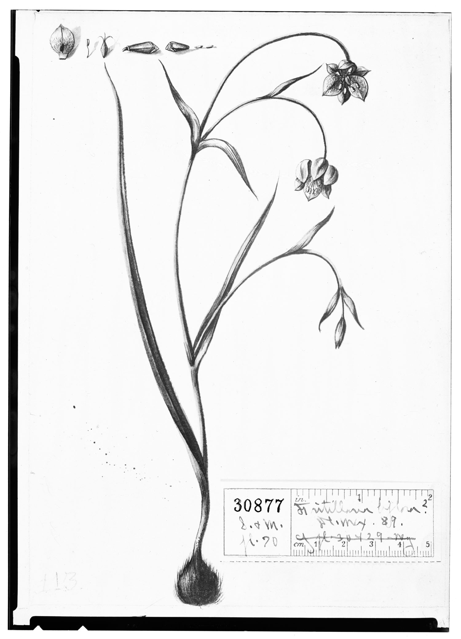 Fritillaria image