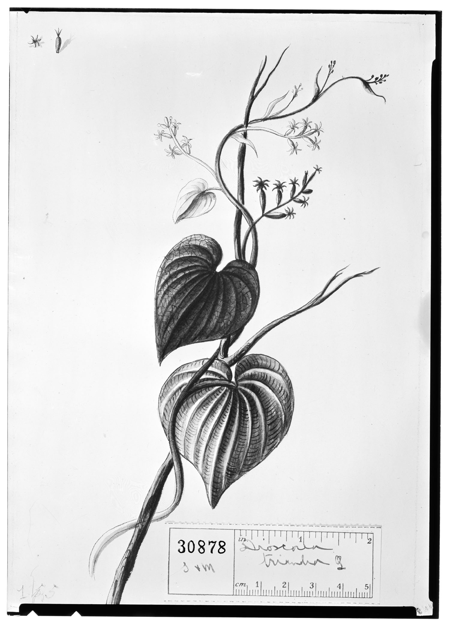 Dioscorea triandra image