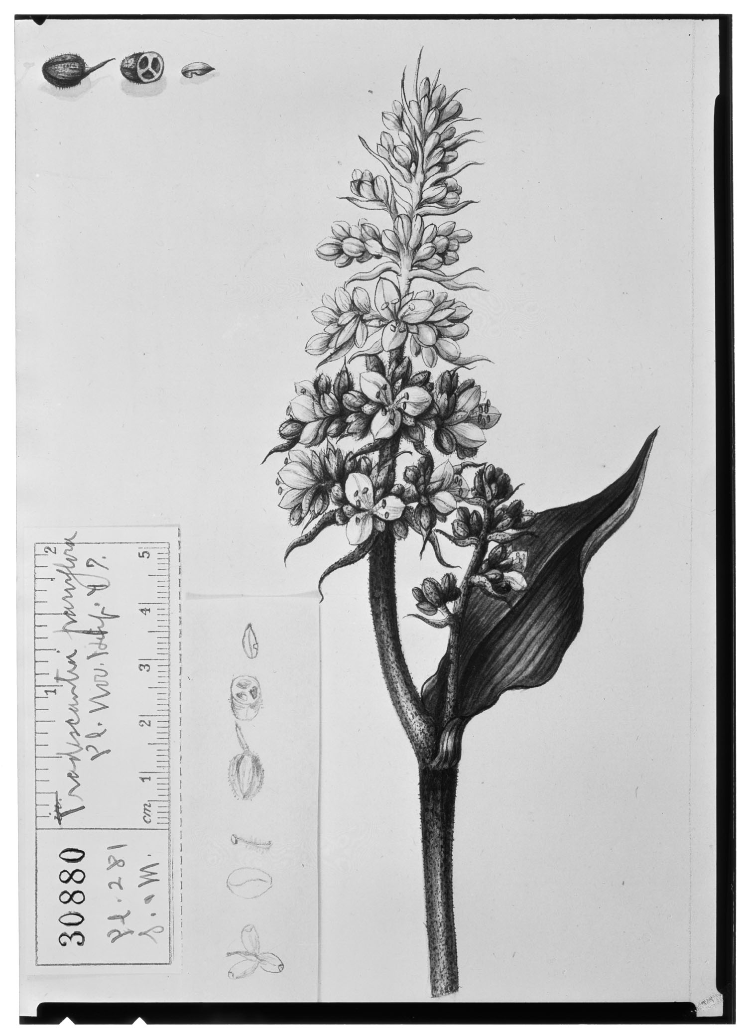 Tradescantia parviflora image