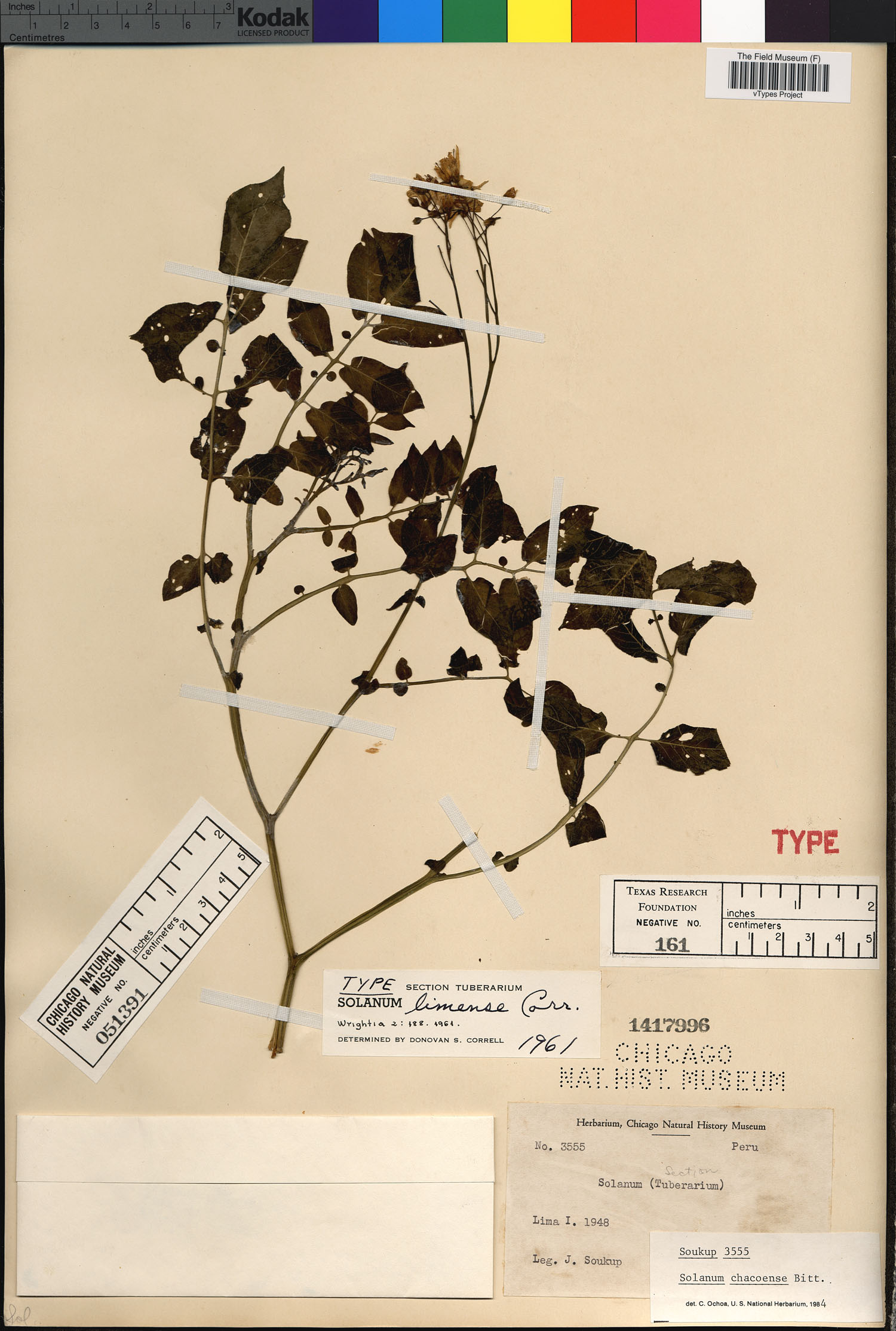 Solanum limense image