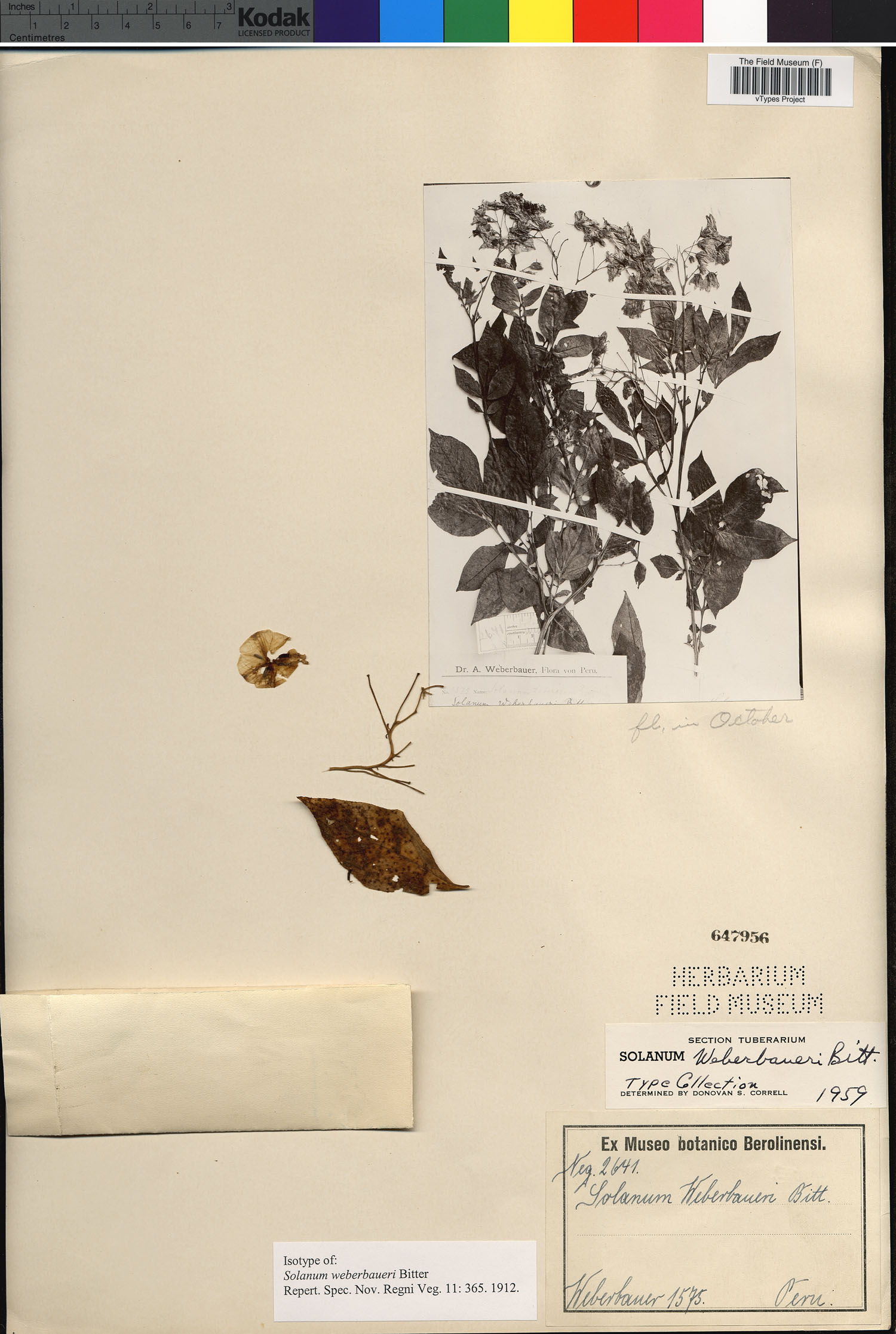 Solanum weberbaueri image