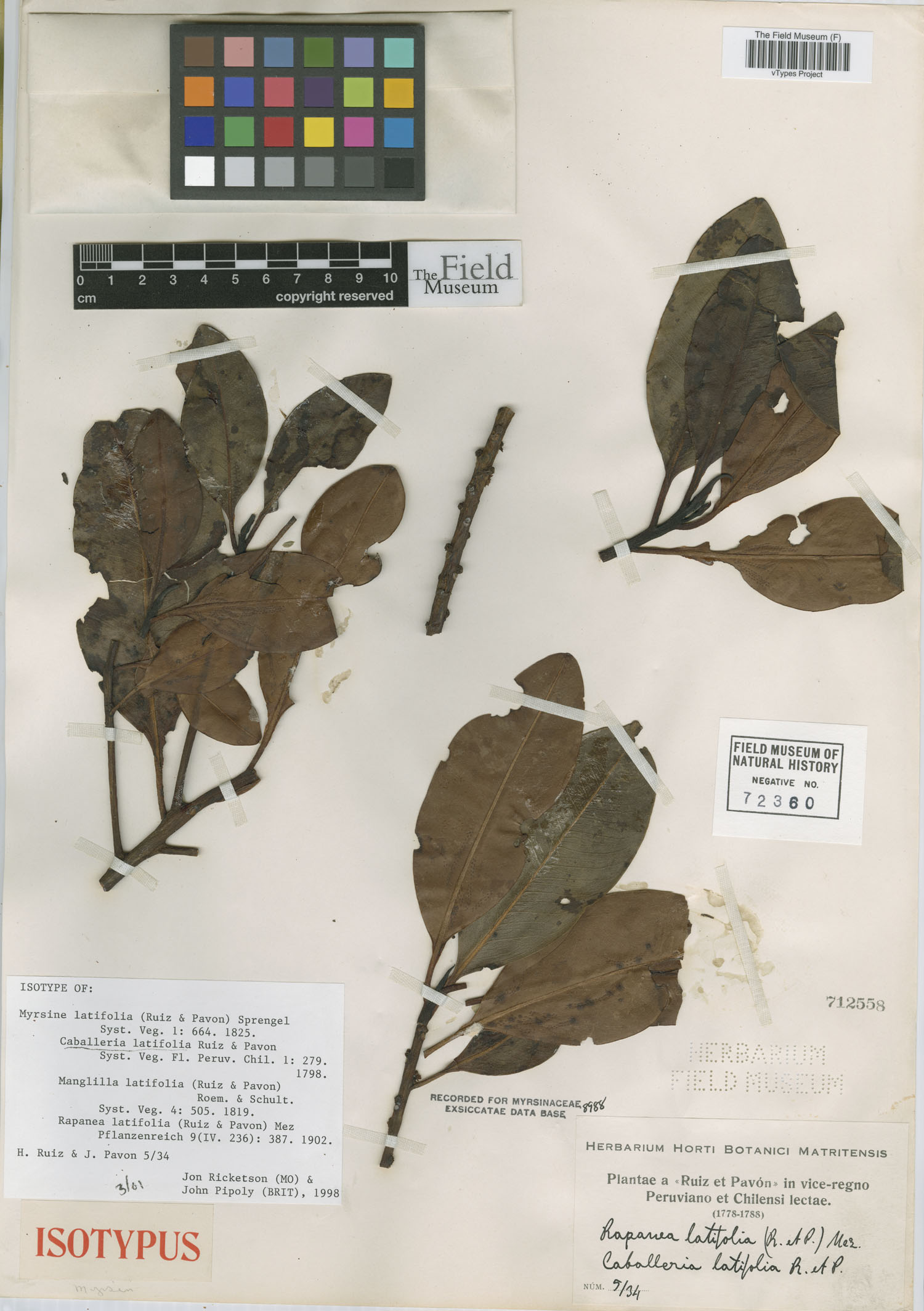 Caballeria latifolia image