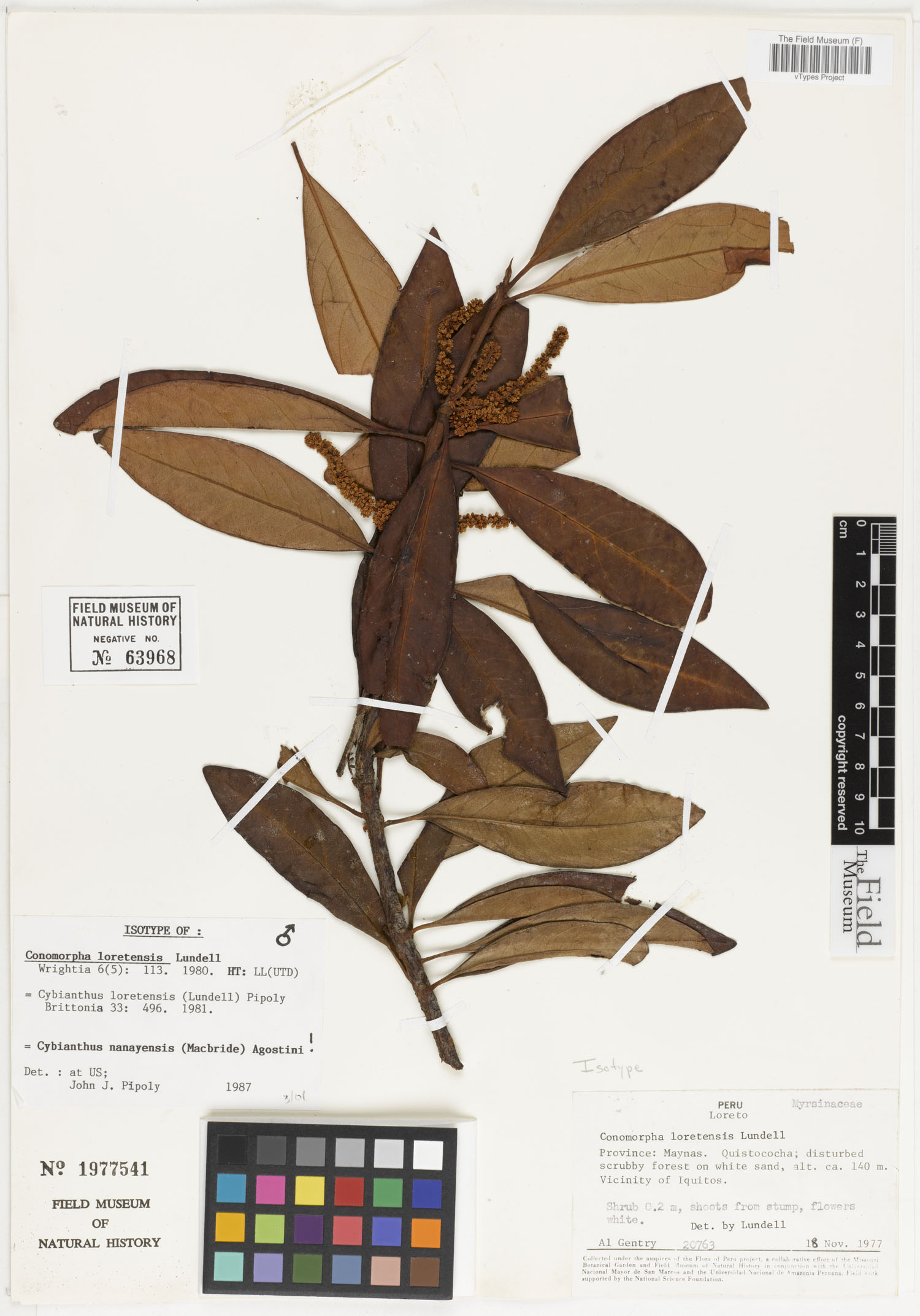 Conomorpha loretensis image