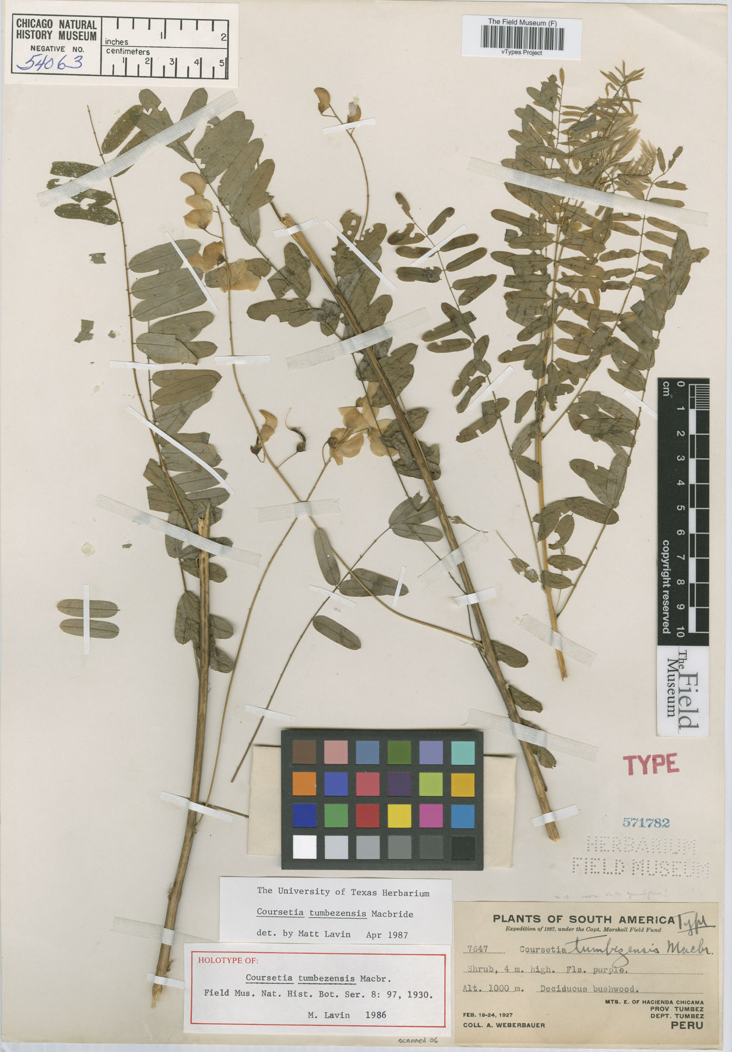 Coursetia tumbezensis image