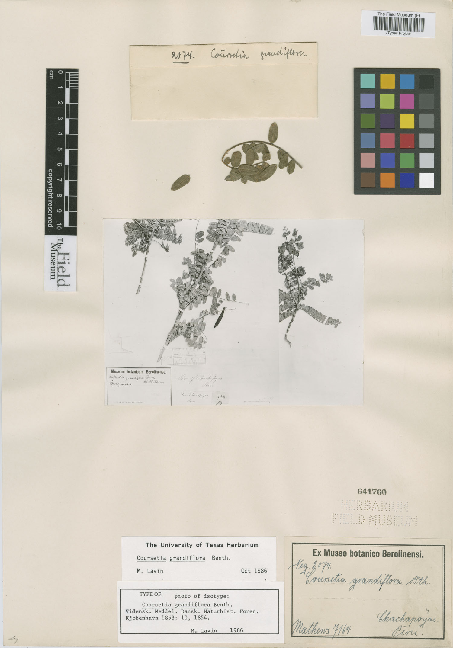 Coursetia grandiflora image