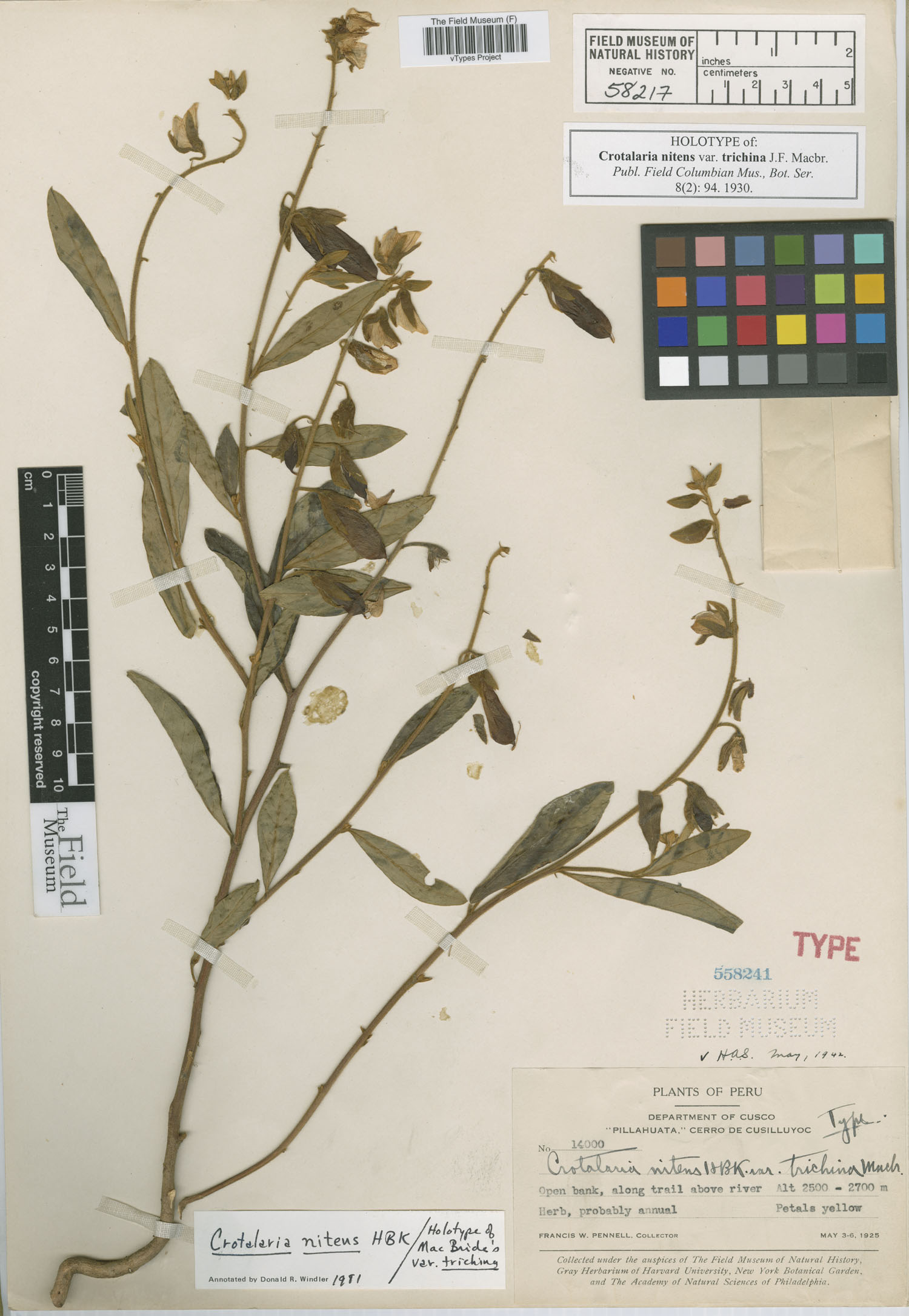 Crotalaria nitens var. trichina image