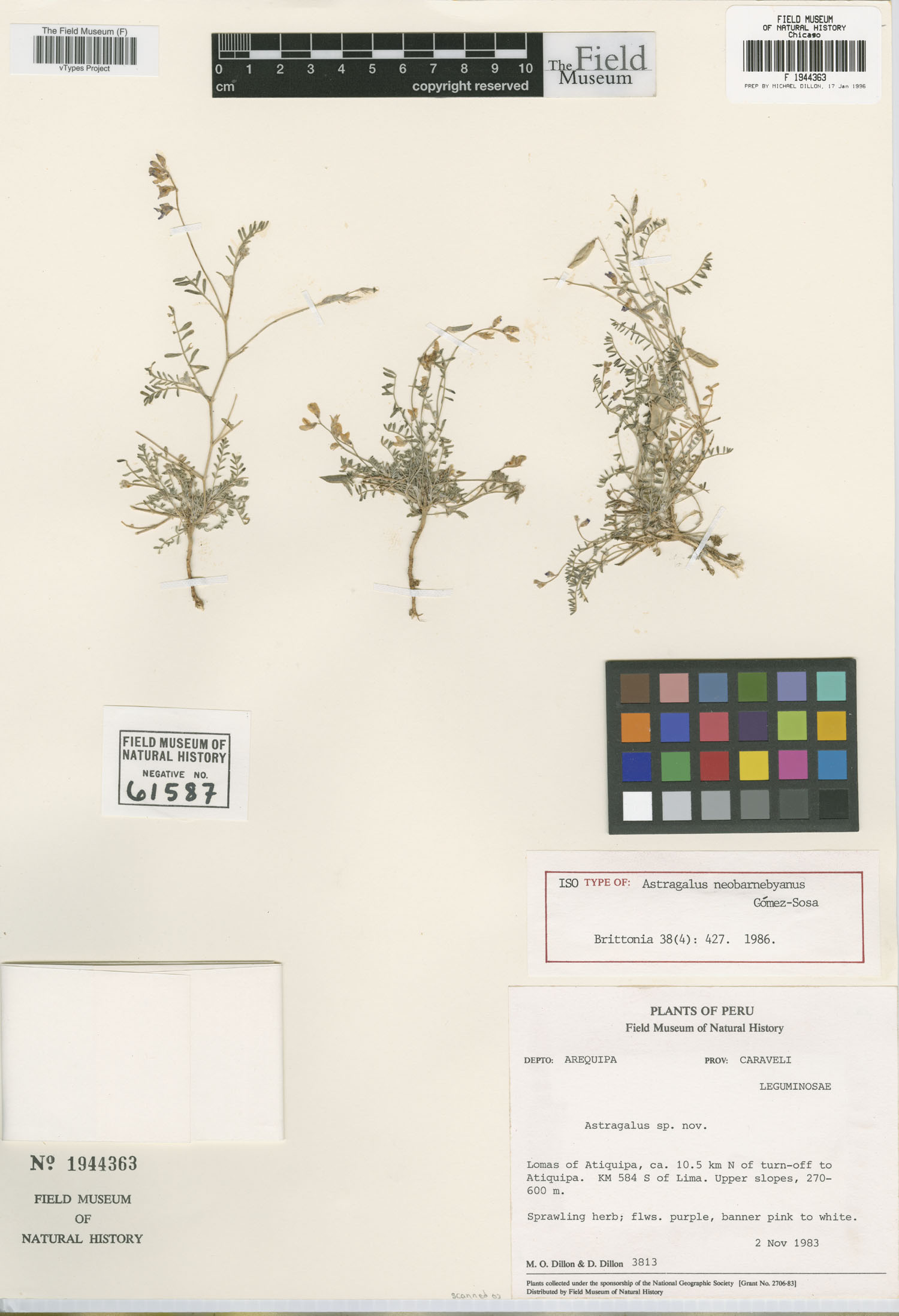 Astragalus neobarnebyanus image