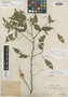 Swartzia myrtifolia var. peruviana image