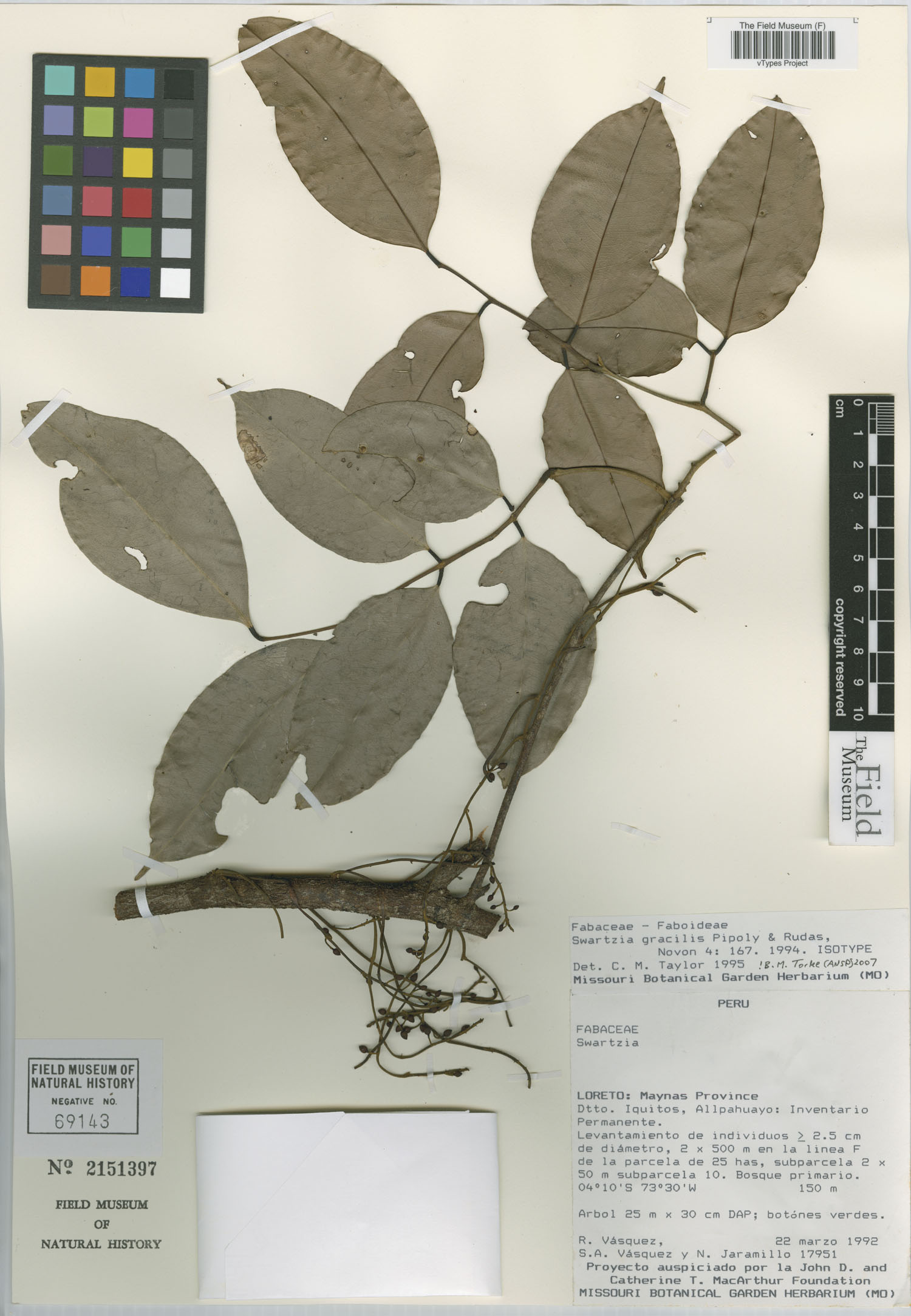 Swartzia gracilis image