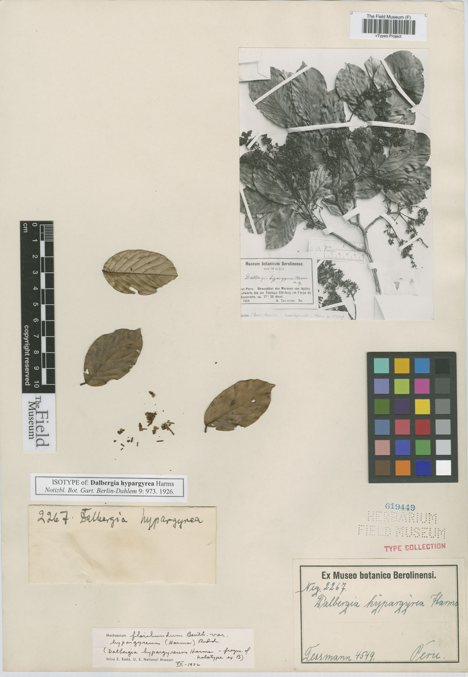 Dalbergia hypargyrea image