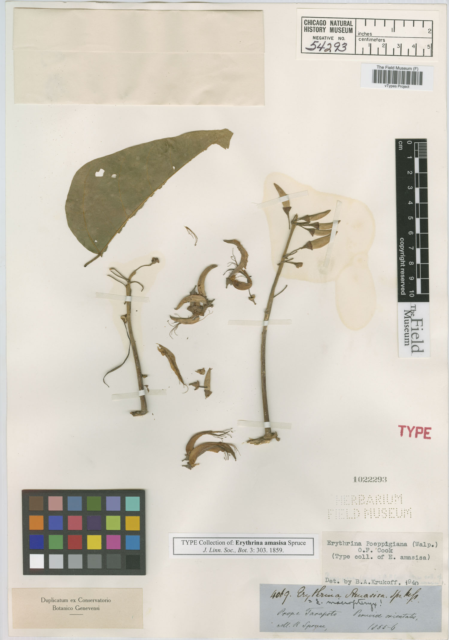 Erythrina amasisa image