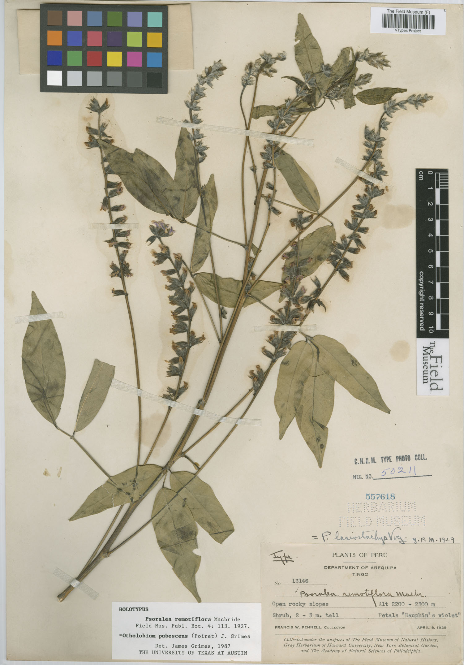 Psoralea remotiflora image