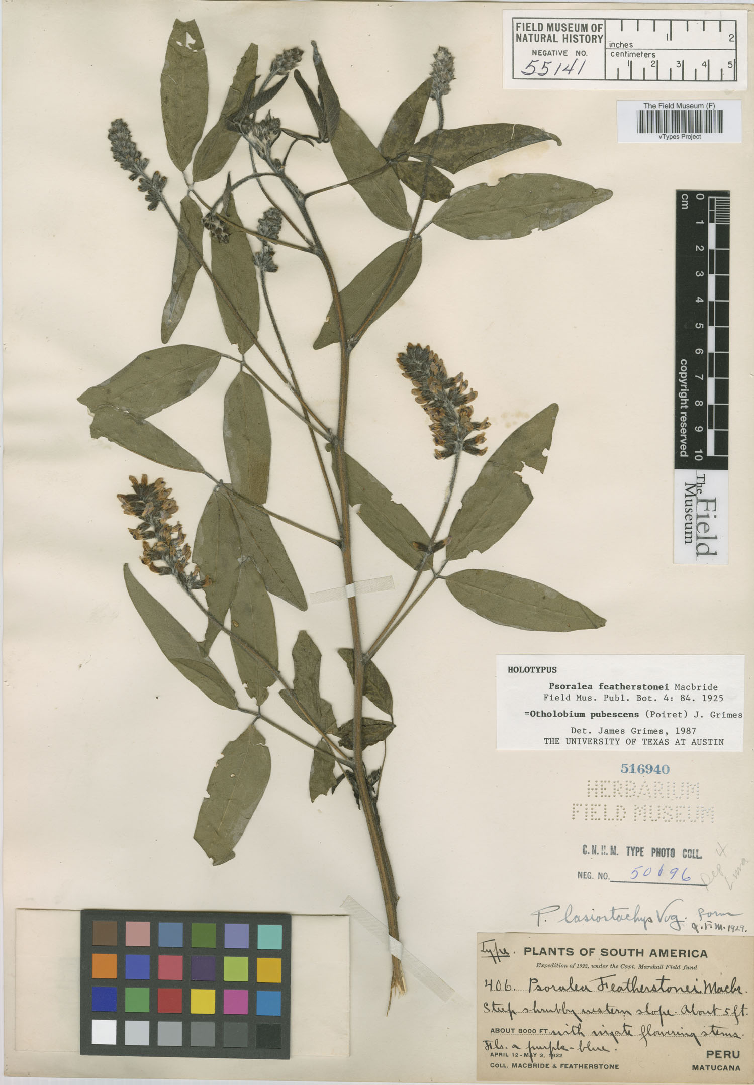 Psoralea featherstonei image