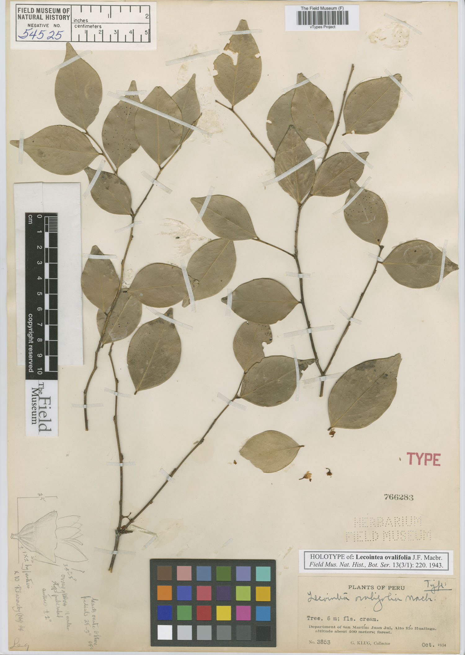 Lecointea ovalifolia image