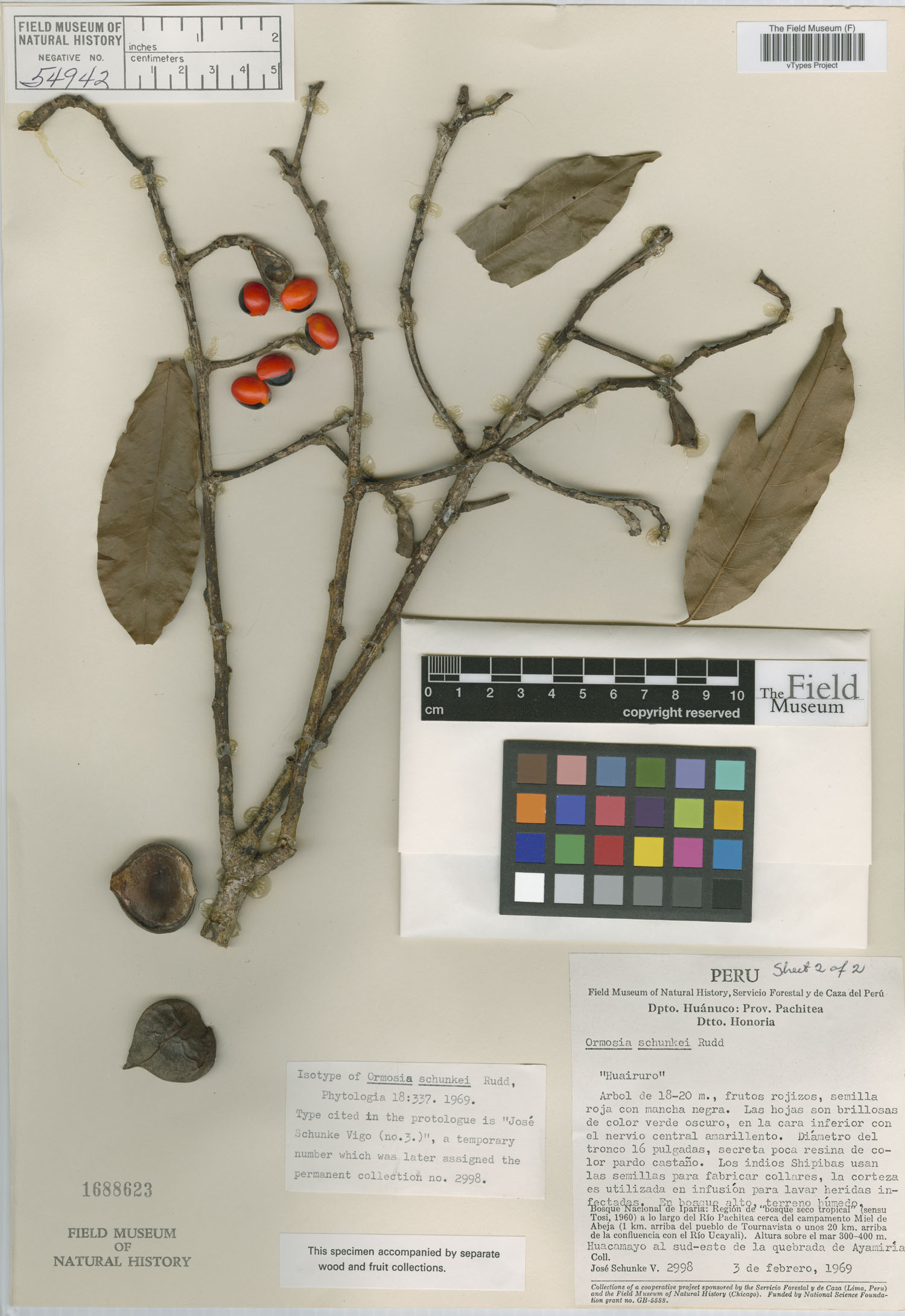 Ormosia schunkei image