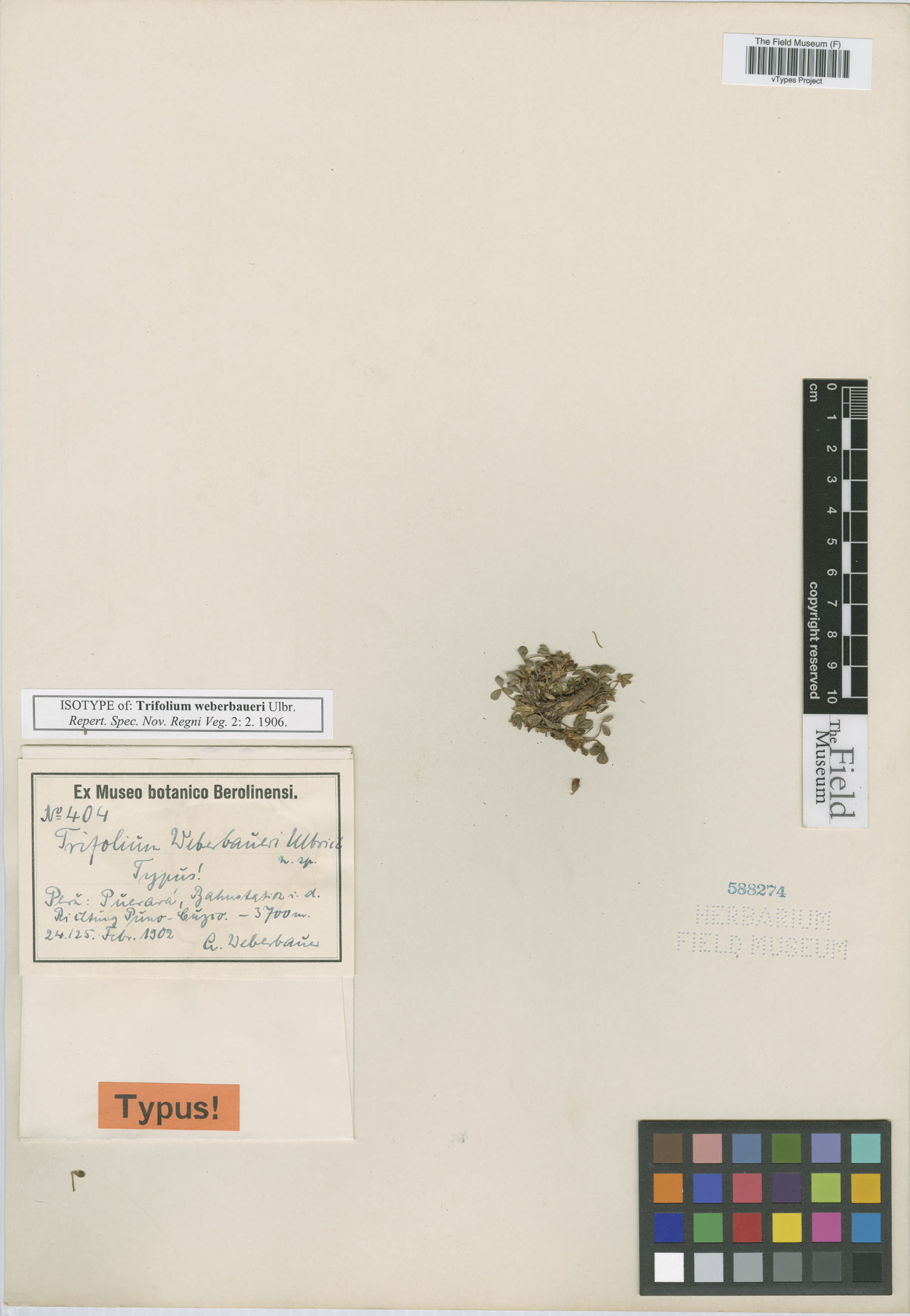 Trifolium weberbaueri image