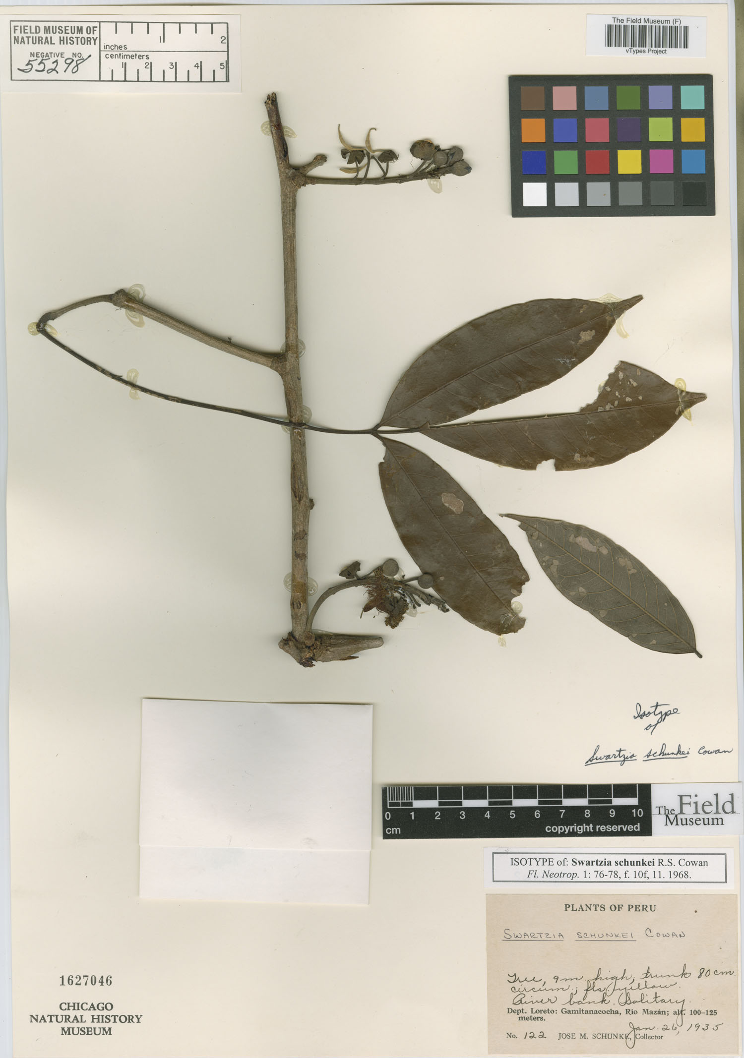 Swartzia schunkei image