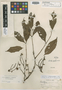 Swartzia opacifolia image