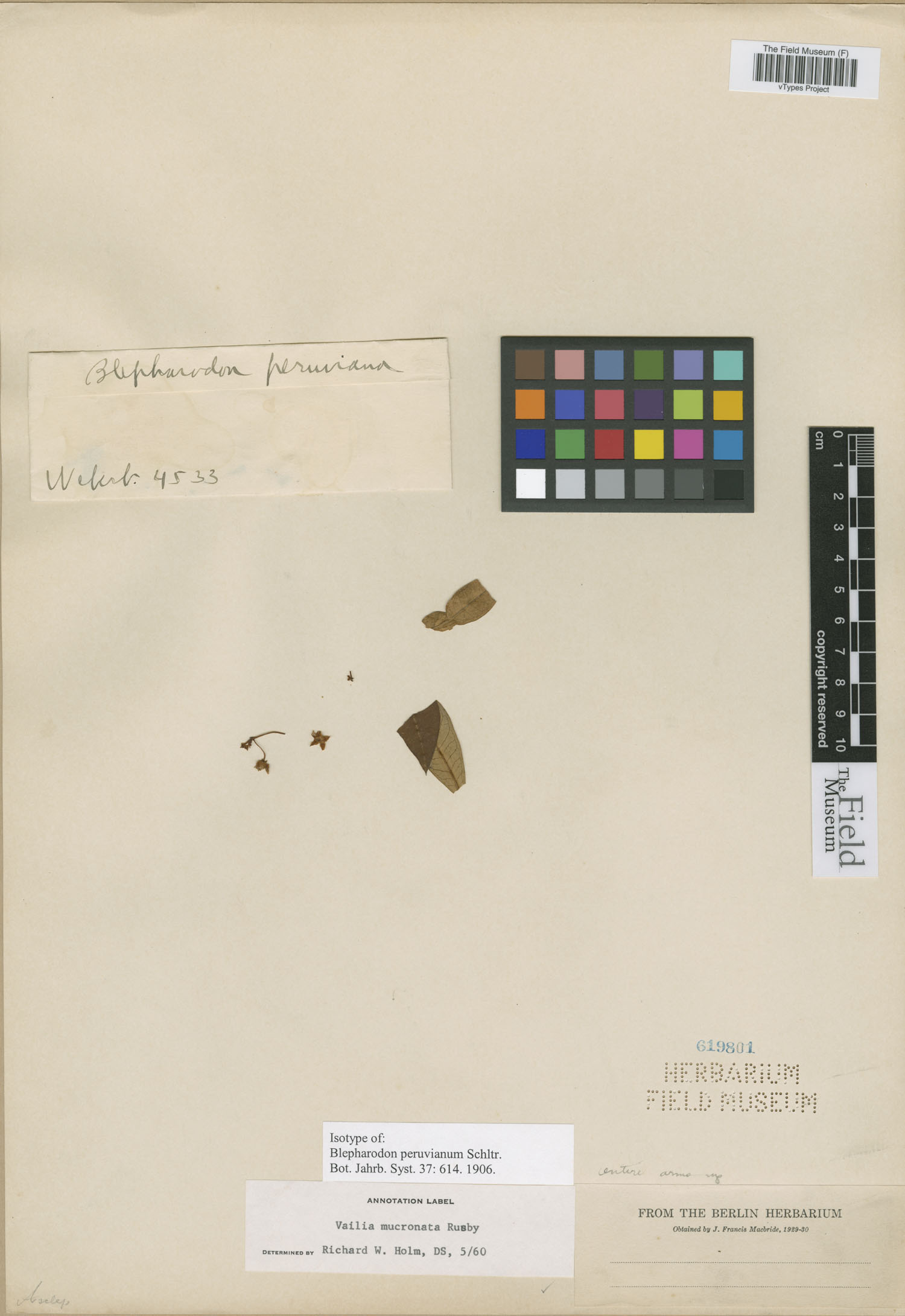 Blepharodon peruvianum image