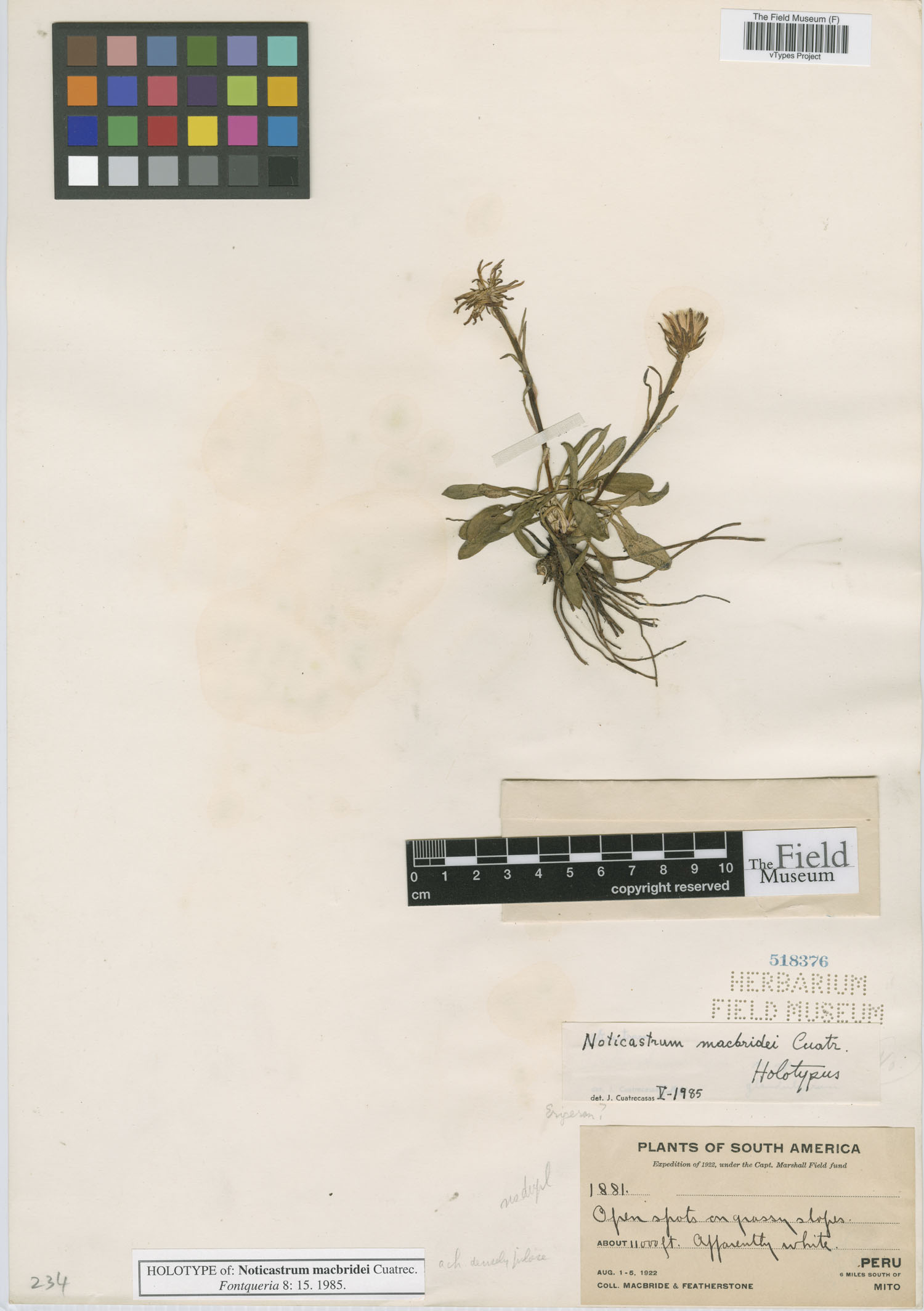 Noticastrum macbridei image