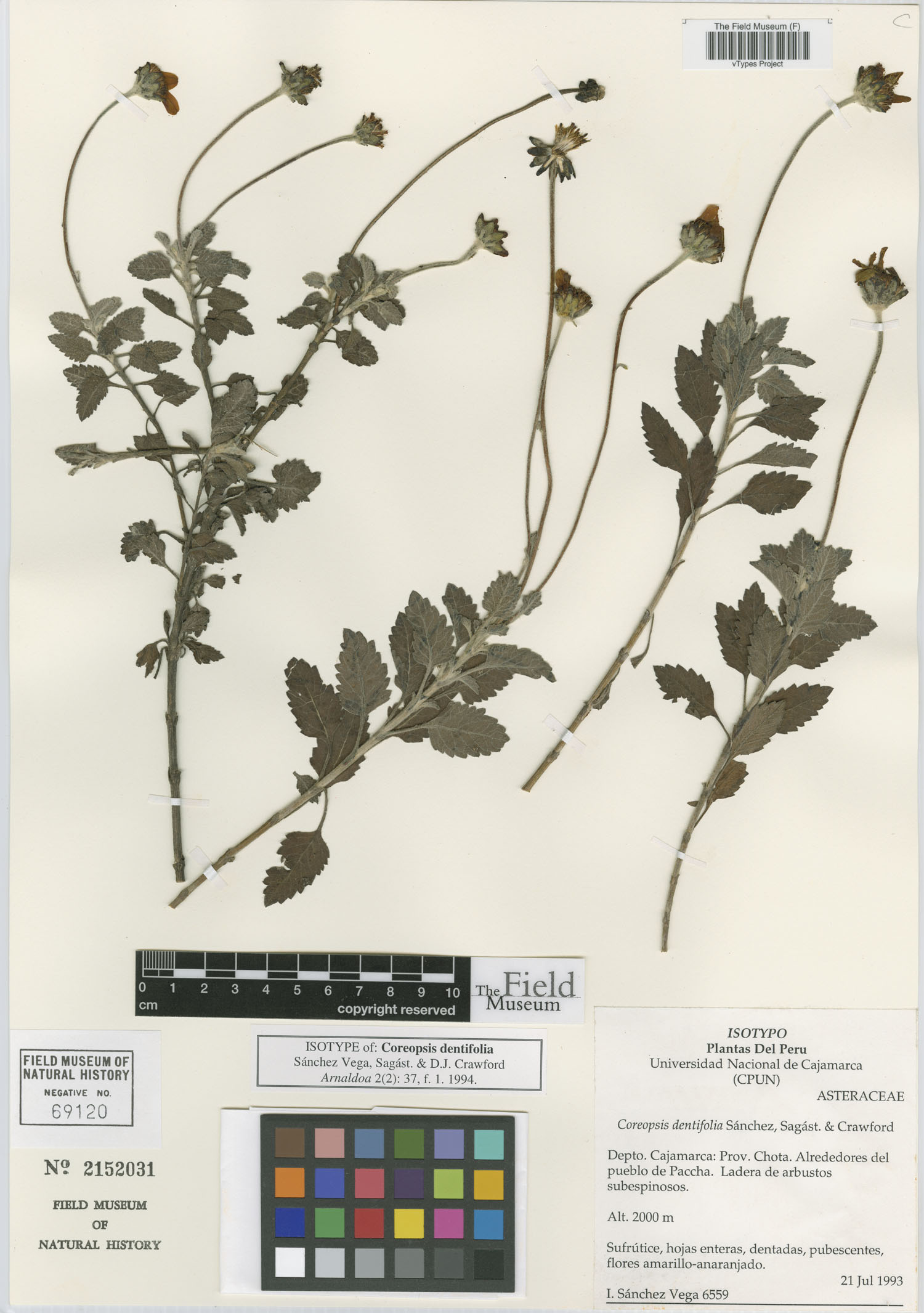 Coreopsis dentifolia image