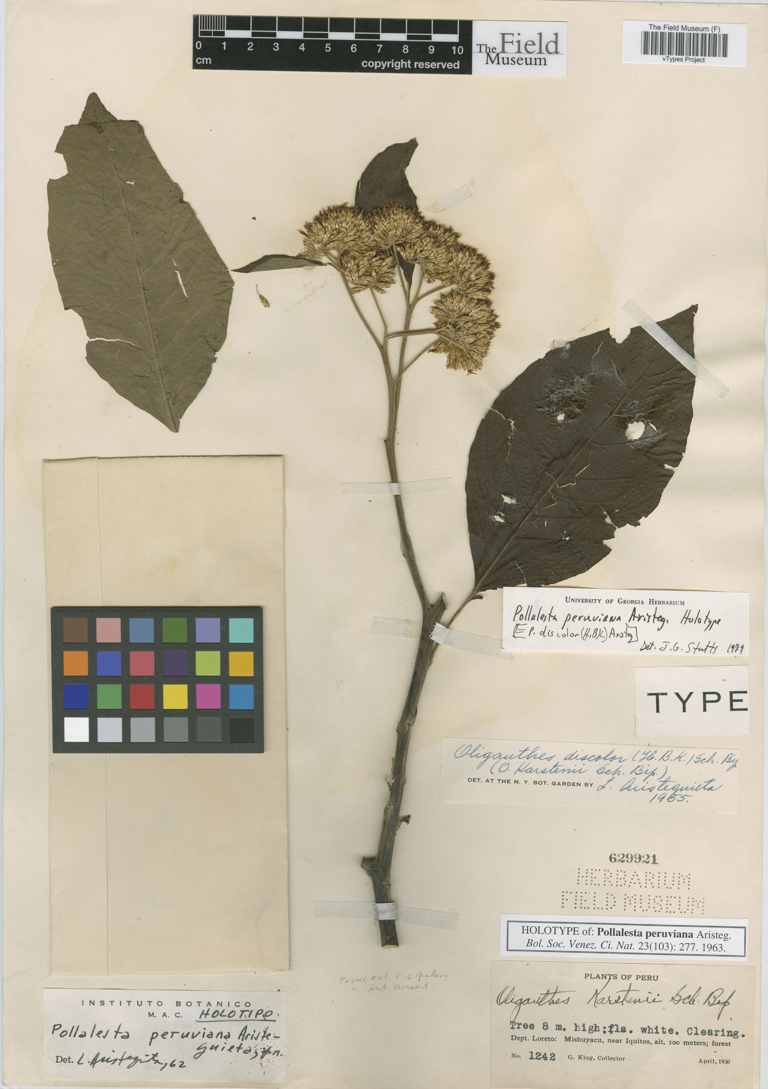 Pollalesta peruviana image