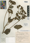 Verbesina subrotundifolia image