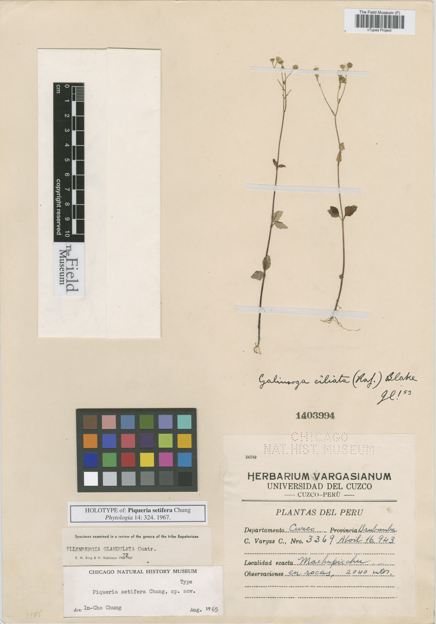 Piqueria setifera image