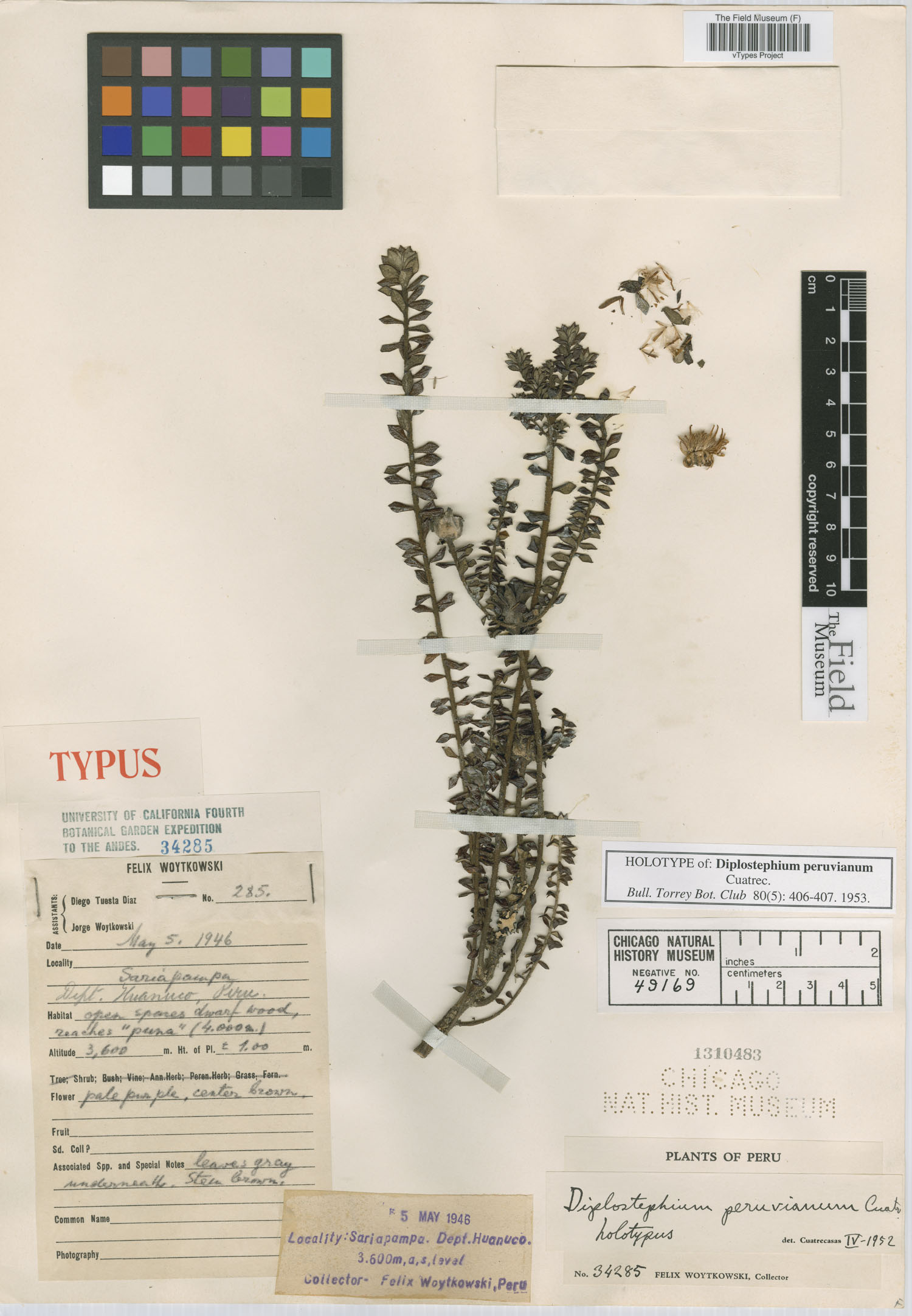 Diplostephium peruvianum image