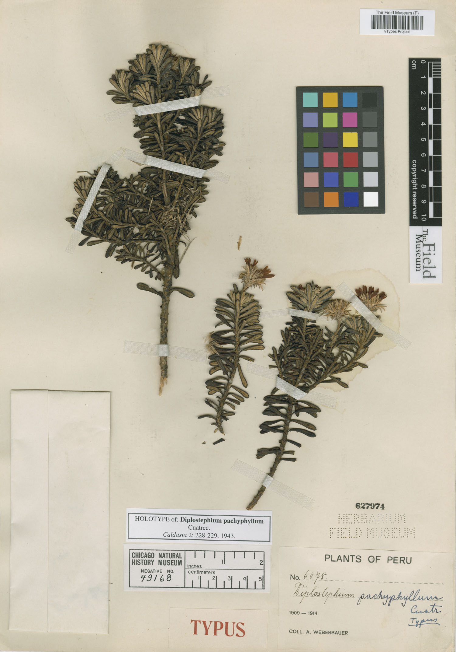 Diplostephium pachyphyllum image