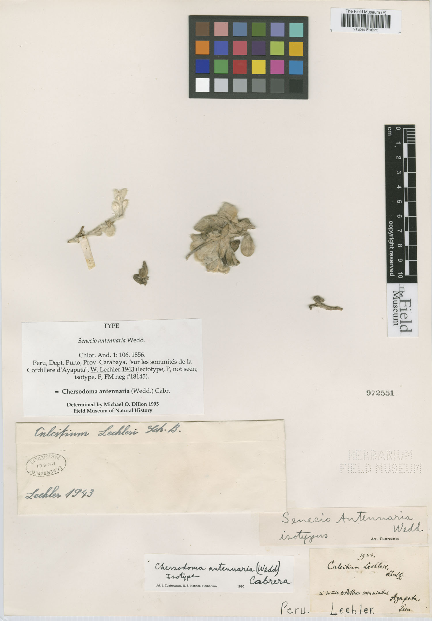 Senecio antennaria image