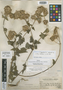Cronquistianthus macbridei image