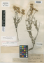 Eupatorium desmophyllum image