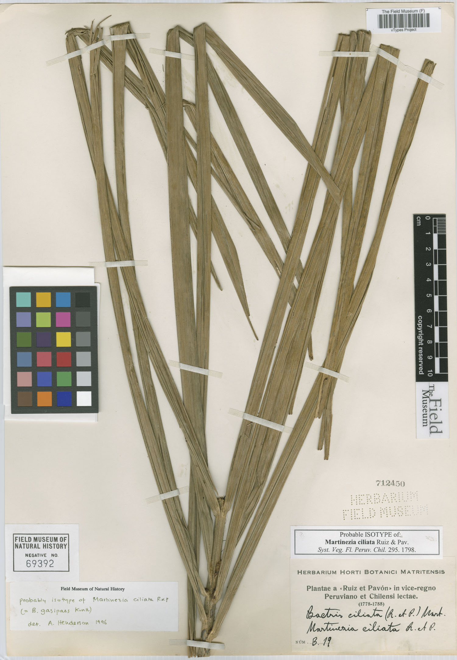 Martinezia ciliata image