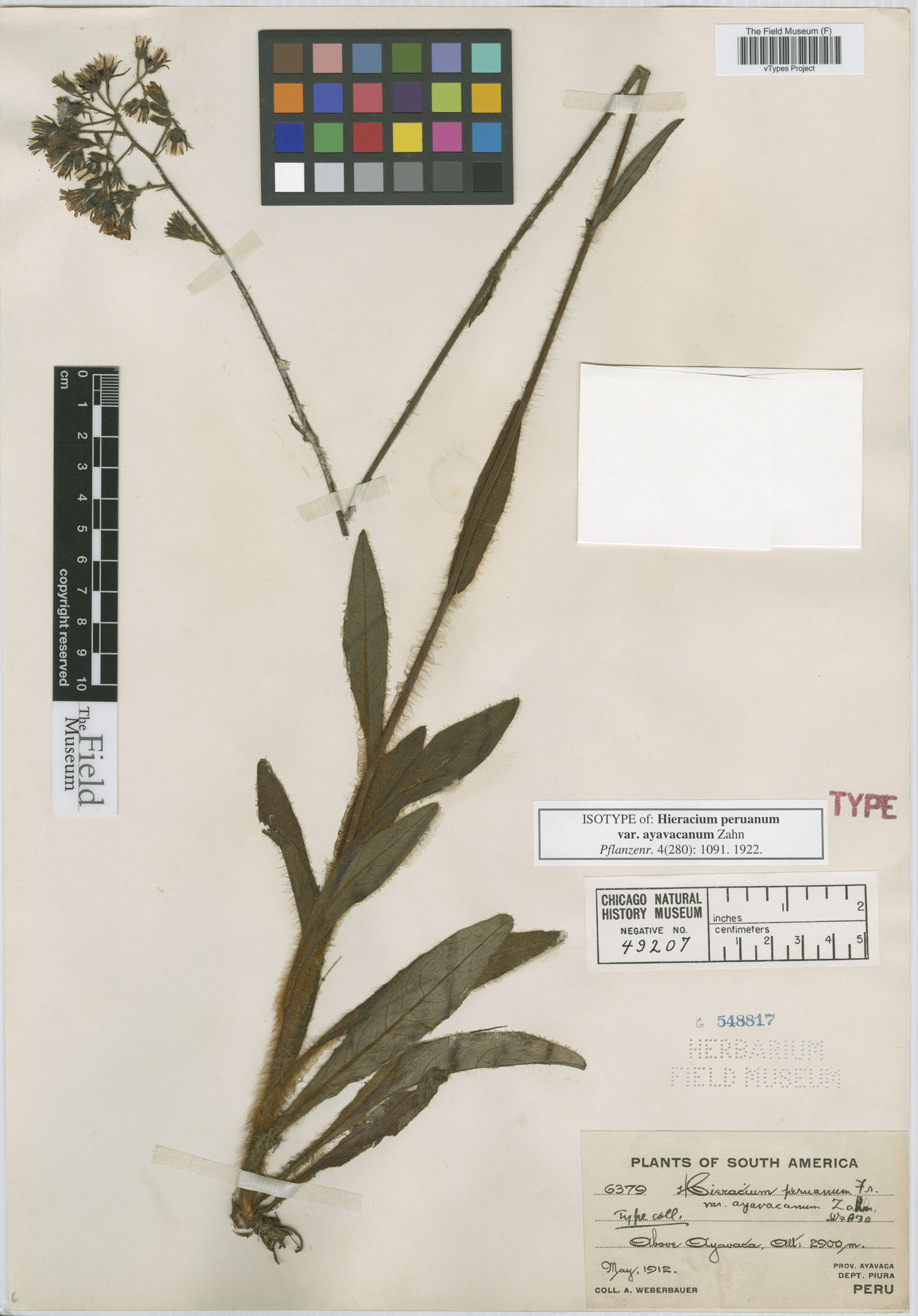 Hieracium peruanum var. ayavacanum image