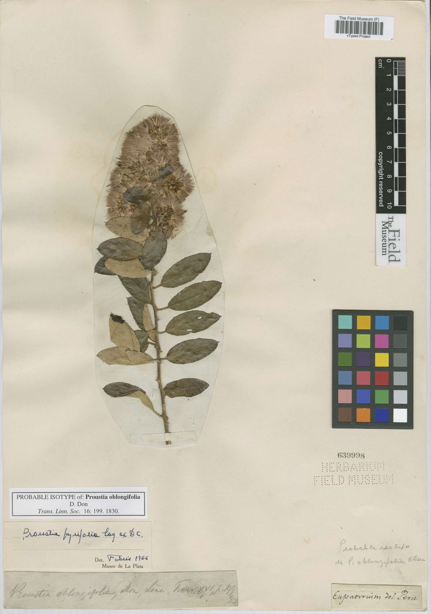 Proustia oblongifolia image
