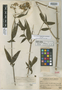 Eupatorium scabrifolium image