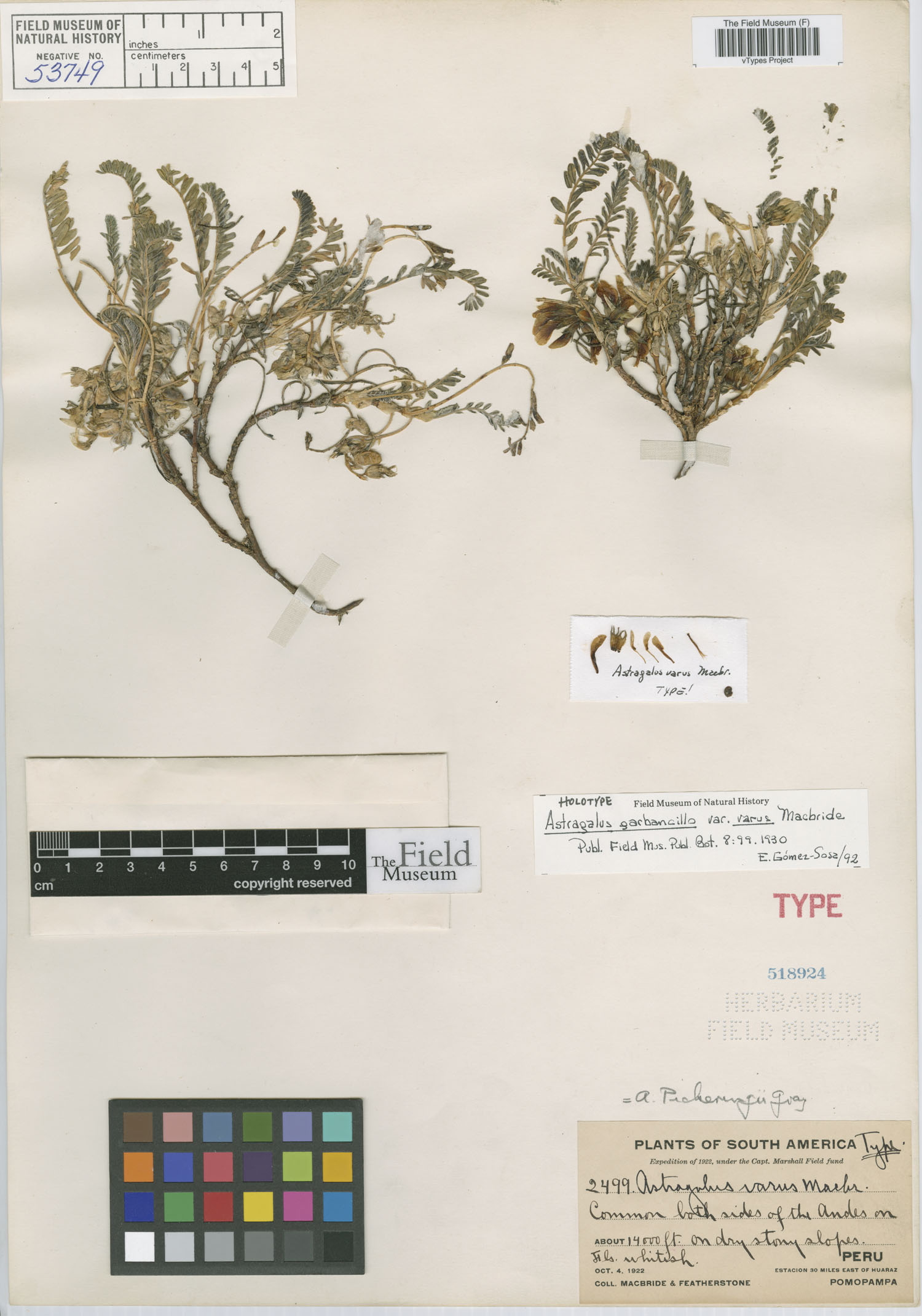 Astragalus varus image