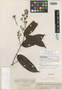 Forsteronia benthamiana image
