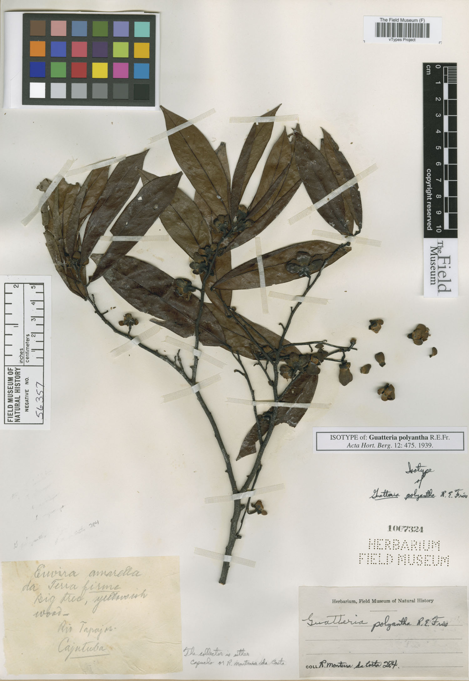 Guatteria polyantha image