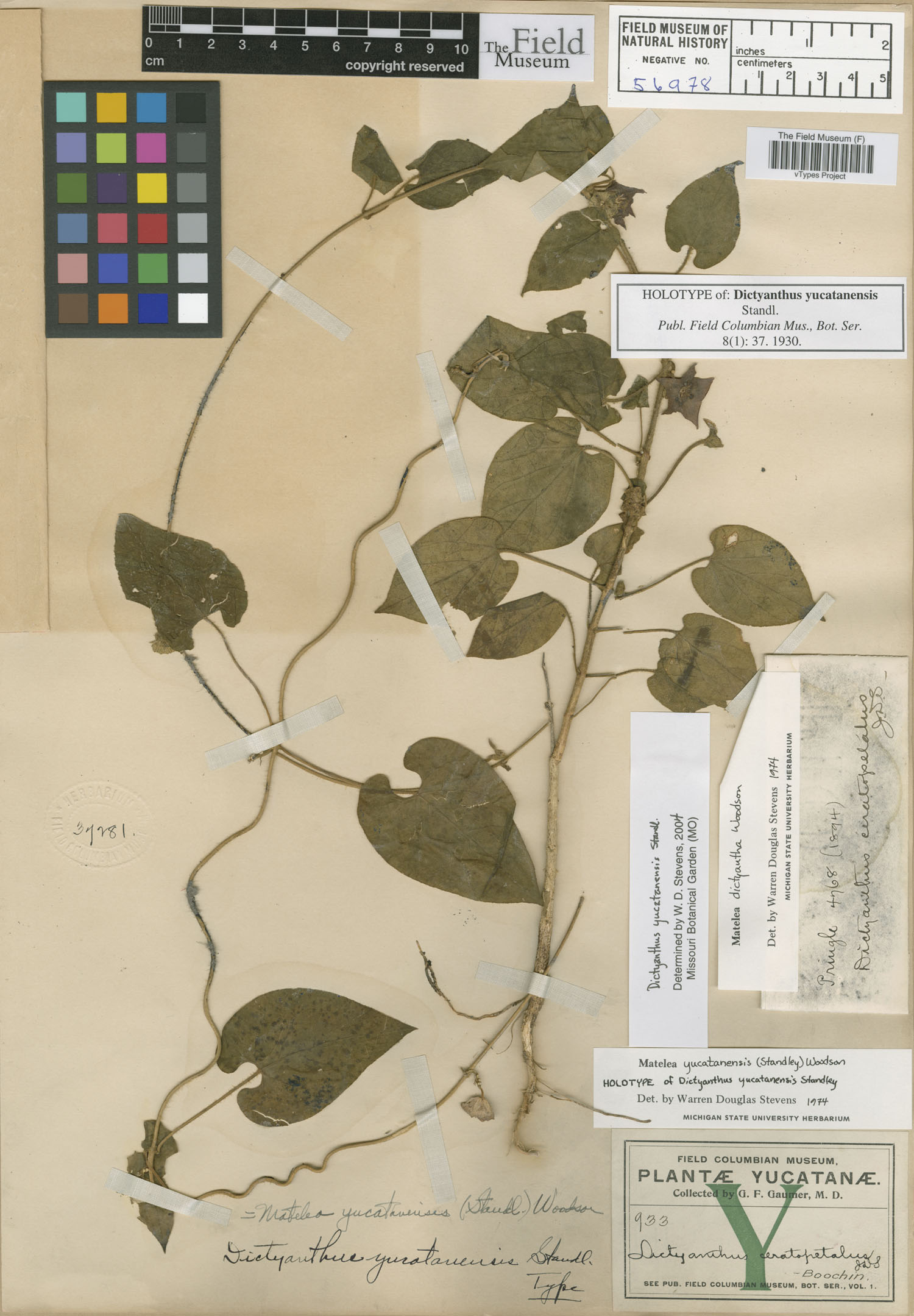 Dictyanthus yucatanensis image