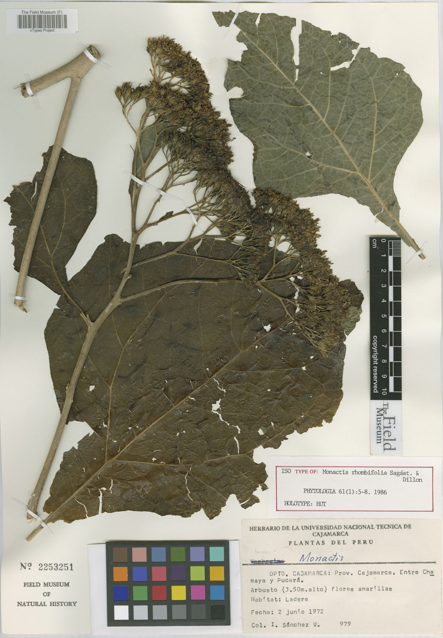 Monactis rhombifolia image